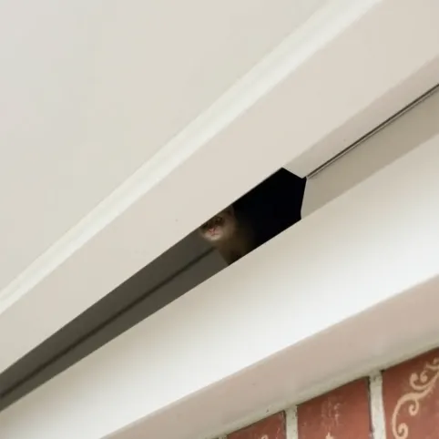 Czy podbitka chroni przed kunami